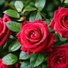 Red Rose Seeds - 5 Pack - Fragrant Perennial Flower Seeds - USDA Zones 2-11 - Image 1