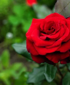 Red Rose Seeds - 5 Pack - Fragrant Perennial Flower Seeds - USDA Zones 2-11 - Image 5