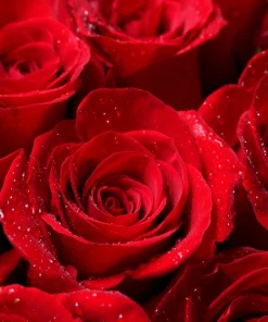 Red Rose Seeds - 5 Pack - Fragrant Perennial Flower Seeds - USDA Zones 2-11 - Image 6