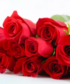Red Rose Seeds - 5 Pack - Fragrant Perennial Flower Seeds - USDA Zones 2-11 - Image 7