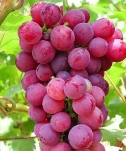 Red Seedless Grape Vine Live Plant - 1-2 Year Old, Sweet Edible Grapes, Outdoor - Image 2