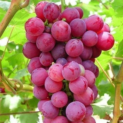 Red Seedless Grape Vine Live Plant - 1-2 Year Old, Sweet Edible Grapes, Outdoor - Image 2