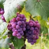 Red Seedless Grape Vine Live Plant - 1-2 Year Old, Sweet Edible Grapes, Outdoor - Image 1
