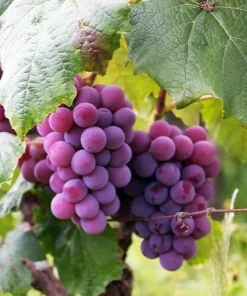 Red Seedless Grape Vine Live Plant - 1-2 Year Old, Sweet Edible Grapes, Outdoor - Image 1