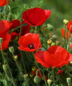 Red Shirley Poppy Seeds - Papaver Rhoeas Flower Seeds - 1000 Count for Outdoor Gardens - Image 10