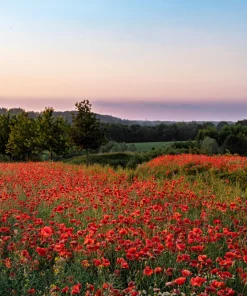 Red Shirley Poppy Seeds - Papaver Rhoeas Flower Seeds - 1000 Count for Outdoor Gardens - Image 12