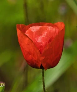 Red Shirley Poppy Seeds - Papaver Rhoeas Flower Seeds - 1000 Count for Outdoor Gardens - Image 13