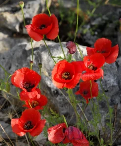Red Shirley Poppy Seeds - Papaver Rhoeas Flower Seeds - 1000 Count for Outdoor Gardens - Image 14