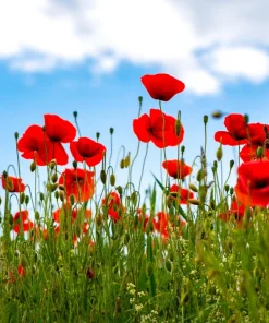 Red Shirley Poppy Seeds - Papaver Rhoeas Flower Seeds - 1000 Count for Outdoor Gardens - Image 2