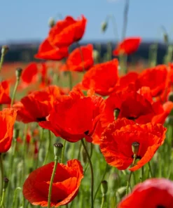 Red Shirley Poppy Seeds - Papaver Rhoeas Flower Seeds - 1000 Count for Outdoor Gardens - Image 3