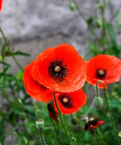 Red Shirley Poppy Seeds - Papaver Rhoeas Flower Seeds - 1000 Count for Outdoor Gardens - Image 4