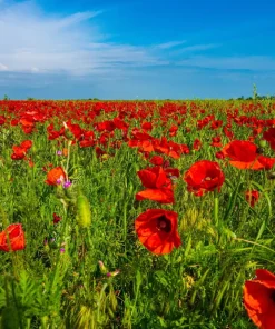 Red Shirley Poppy Seeds - Papaver Rhoeas Flower Seeds - 1000 Count for Outdoor Gardens - Image 5