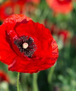 Red Shirley Poppy Seeds - Papaver Rhoeas Flower Seeds - 1000 Count for Outdoor Gardens - Image 7