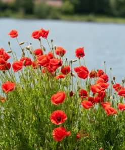 Red Shirley Poppy Seeds - Papaver Rhoeas Flower Seeds - 1000 Count for Outdoor Gardens - Image 8