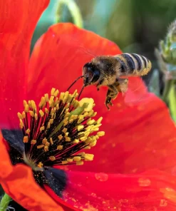 Red Shirley Poppy Seeds - Papaver Rhoeas Flower Seeds - 1000 Count for Outdoor Gardens - Image 9