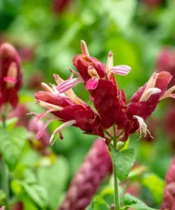 Red Shrimp Plant – 3 Live Starter Plants – 4-6 Inches Tall – Beloperone guttata – Outdoor - Image 2