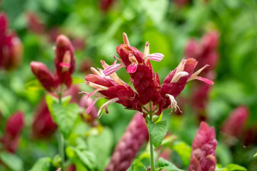 Red Shrimp Plant – 3 Live Starter Plants – 4-6 Inches Tall – Beloperone guttata – Outdoor - Image 2