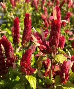 Red Shrimp Plant – 3 Live Starter Plants – 4-6 Inches Tall – Beloperone guttata – Outdoor - Image 3