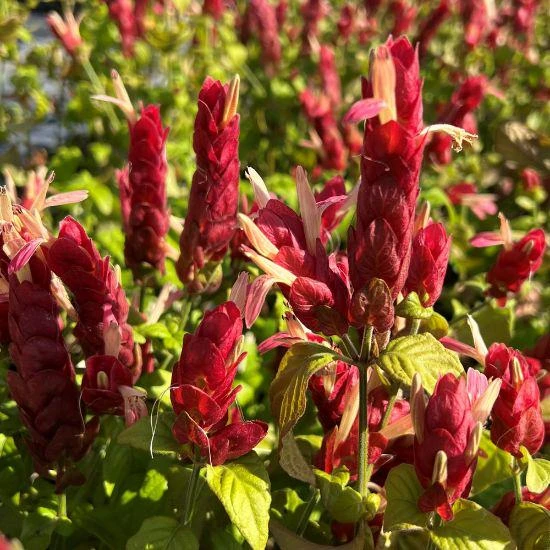 Red Shrimp Plant – 3 Live Starter Plants – 4-6 Inches Tall – Beloperone guttata – Outdoor - Image 3