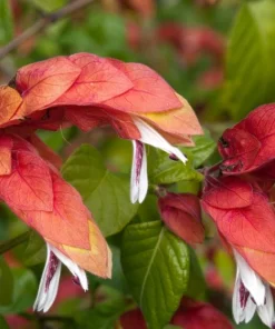 Red Shrimp Plant – 3 Live Starter Plants – 4-6 Inches Tall – Beloperone guttata – Outdoor - Image 4