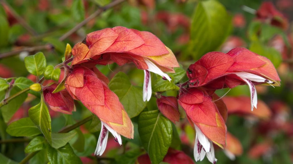 Red Shrimp Plant – 3 Live Starter Plants – 4-6 Inches Tall – Beloperone guttata – Outdoor - Image 4