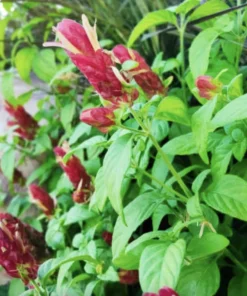 Red Shrimp Plant – 3 Live Starter Plants – 4-6 Inches Tall – Beloperone guttata – Outdoor - Image 5