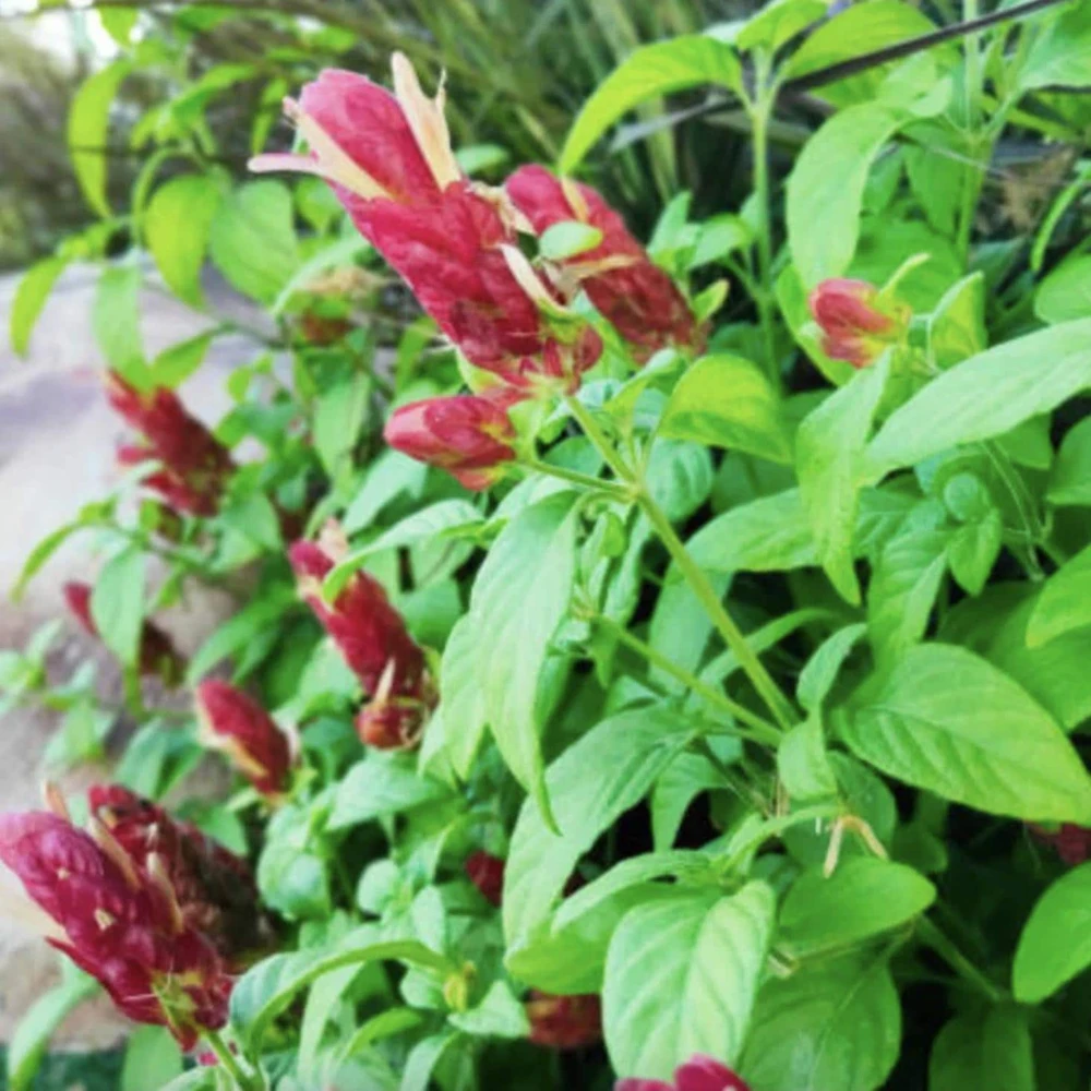 Red Shrimp Plant – 3 Live Starter Plants – 4-6 Inches Tall – Beloperone guttata – Outdoor - Image 5