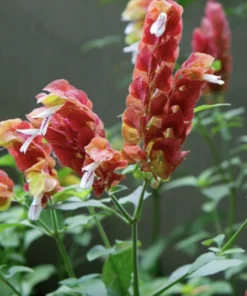 Red Shrimp Plant – 3 Live Starter Plants – 4-6 Inches Tall – Beloperone guttata – Outdoor - Image 6