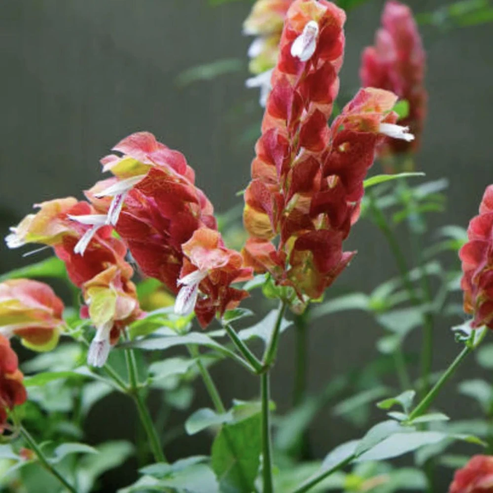 Red Shrimp Plant – 3 Live Starter Plants – 4-6 Inches Tall – Beloperone guttata – Outdoor - Image 6