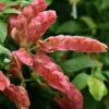 Red Shrimp Plant – 3 Live Starter Plants – 4-6 Inches Tall – Beloperone guttata – Outdoor - Image 1