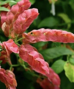 Red Shrimp Plant – 3 Live Starter Plants – 4-6 Inches Tall – Beloperone guttata – Outdoor - Image 1
