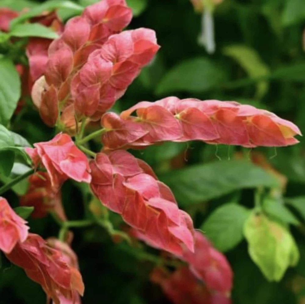 Red Shrimp Plant – 3 Live Starter Plants – 4-6 Inches Tall – Beloperone guttata – Outdoor - Image 1