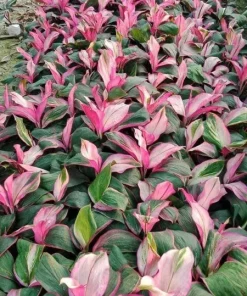 Red Sister Hawaiian Ti Live Plant – Cordyline fruticosa – Tropical Foliage - Image 2