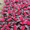Red Sister Hawaiian Ti Live Plant – Cordyline fruticosa – Tropical Foliage - Image 1