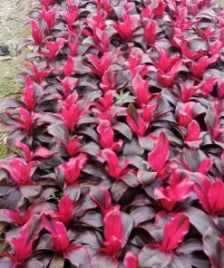 Red Sister Hawaiian Ti Live Plant – Cordyline fruticosa – Tropical Foliage - Image 1