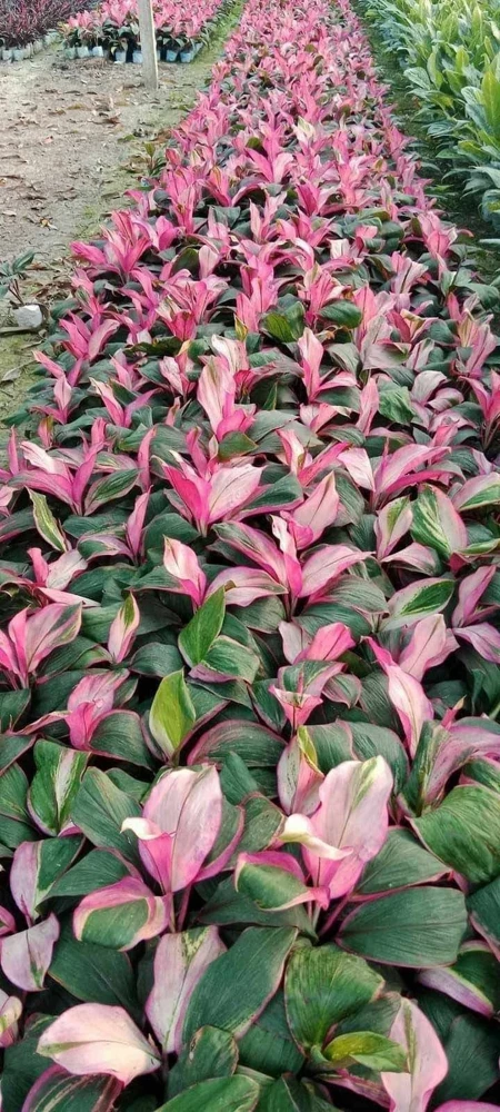 'Red Sister' Hawaiian Ti plants (Cordyline fruticosa) - Image 2