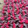 'Red Sister' Hawaiian Ti plants (Cordyline fruticosa) - Image 1