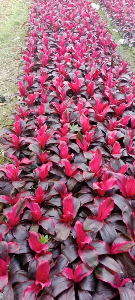 'Red Sister' Hawaiian Ti plants (Cordyline fruticosa) - Image 1