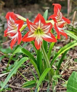 Red Star Amaryllis Live Plant – Hippeastrum Flowering Bulb in Pot – Indoor Houseplant - Image 1
