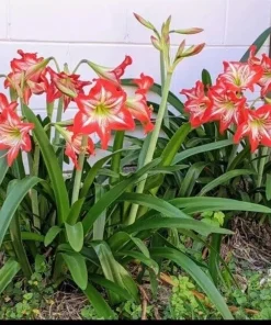 Red Star Amaryllis Plant - Live Bulb - Vibrant Red Blooms - Houseplant - Image 2