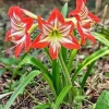 Red Star Amaryllis Plant - Live Bulb - Vibrant Red Blooms - Houseplant - Image 1