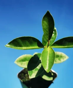 Red Strawberry Guava Live Plant (5-9" Tall) - Psidium cattleyanum - Edible Fruit Tree - Compact Indoor/Outdoor Container - Image 2