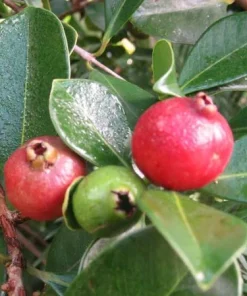 Red Strawberry Guava Live Plant (5-9