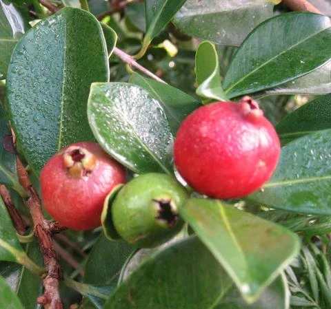 Red Strawberry Guava Live Plant (5-9" Tall) - Psidium cattleyanum - Edible Fruit Tree - Compact Indoor/Outdoor Container - Image 3