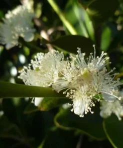 Red Strawberry Guava Live Plant (5-9