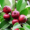 Red Strawberry Guava Live Plant (5-9" Tall) - Psidium cattleyanum - Edible Fruit Tree - Compact Indoor/Outdoor Container - Image 1
