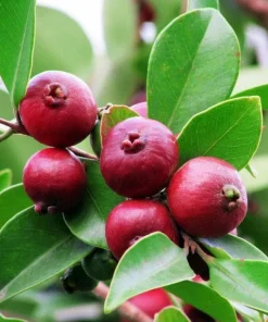 Red Strawberry Guava Live Plant (5-9" Tall) - Psidium cattleyanum - Edible Fruit Tree - Compact Indoor/Outdoor Container - Image 1