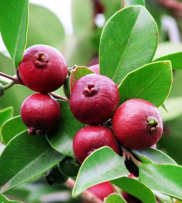 Red Strawberry Guava Live Plant (5-9" Tall) - Psidium cattleyanum - Edible Fruit Tree - Compact Indoor/Outdoor Container - Image 1