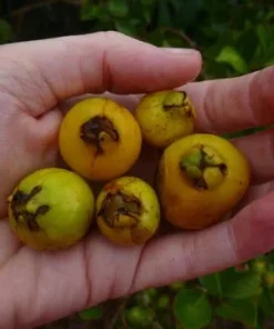 Red Strawberry Guava Live Plant (5-9