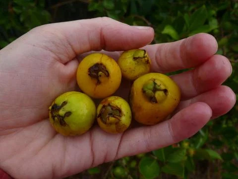 Red Strawberry Guava Live Plant (5-9" Tall) - Psidium cattleyanum - Edible Fruit Tree - Compact Indoor/Outdoor Container - Image 5